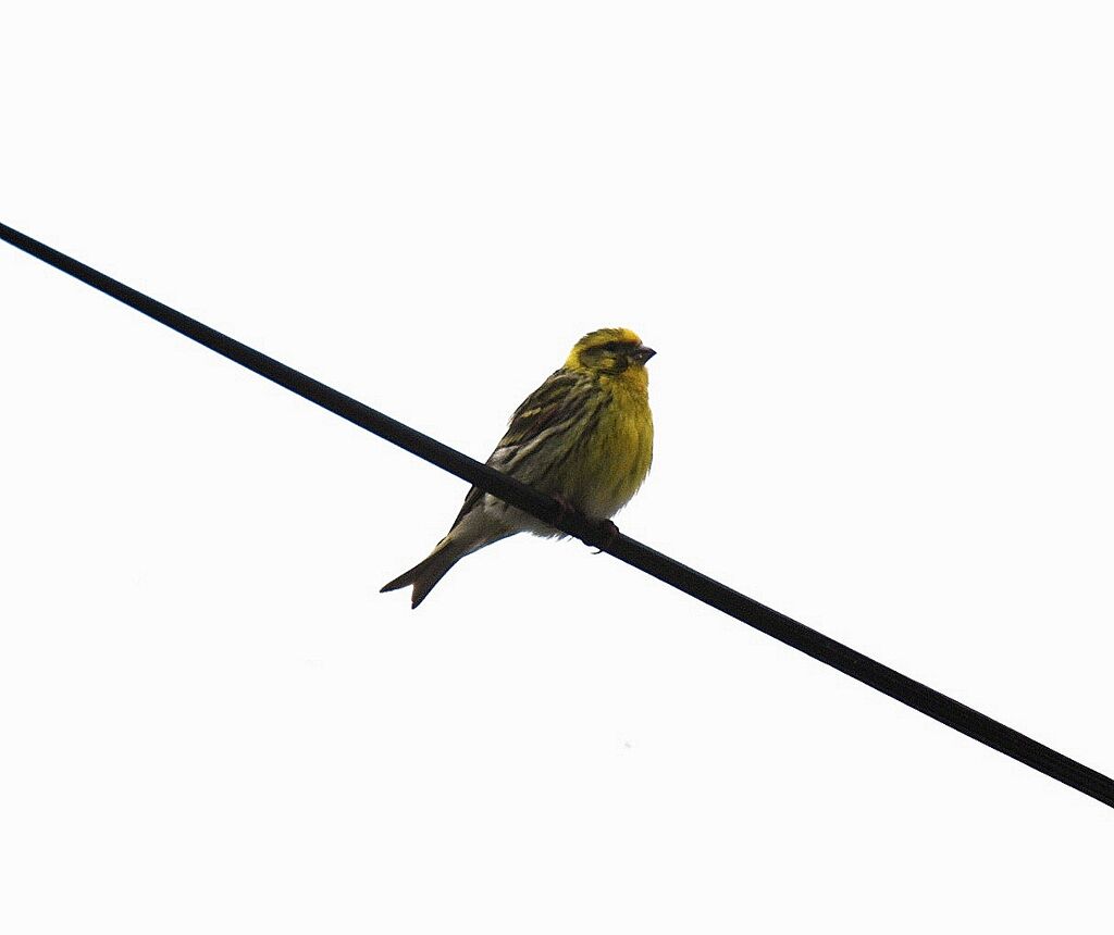 European Serin