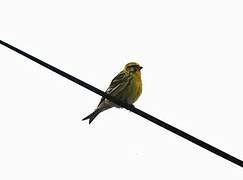 European Serin