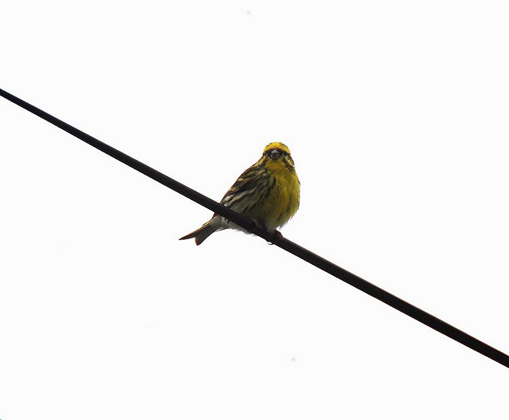 European Serin