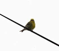 European Serin