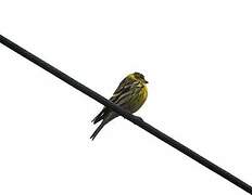 European Serin