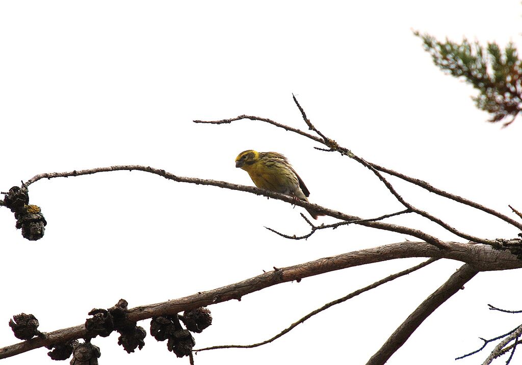 European Serin