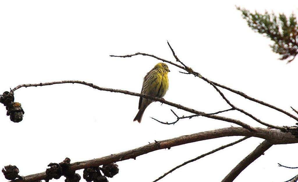 European Serin