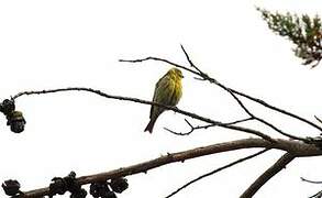 European Serin