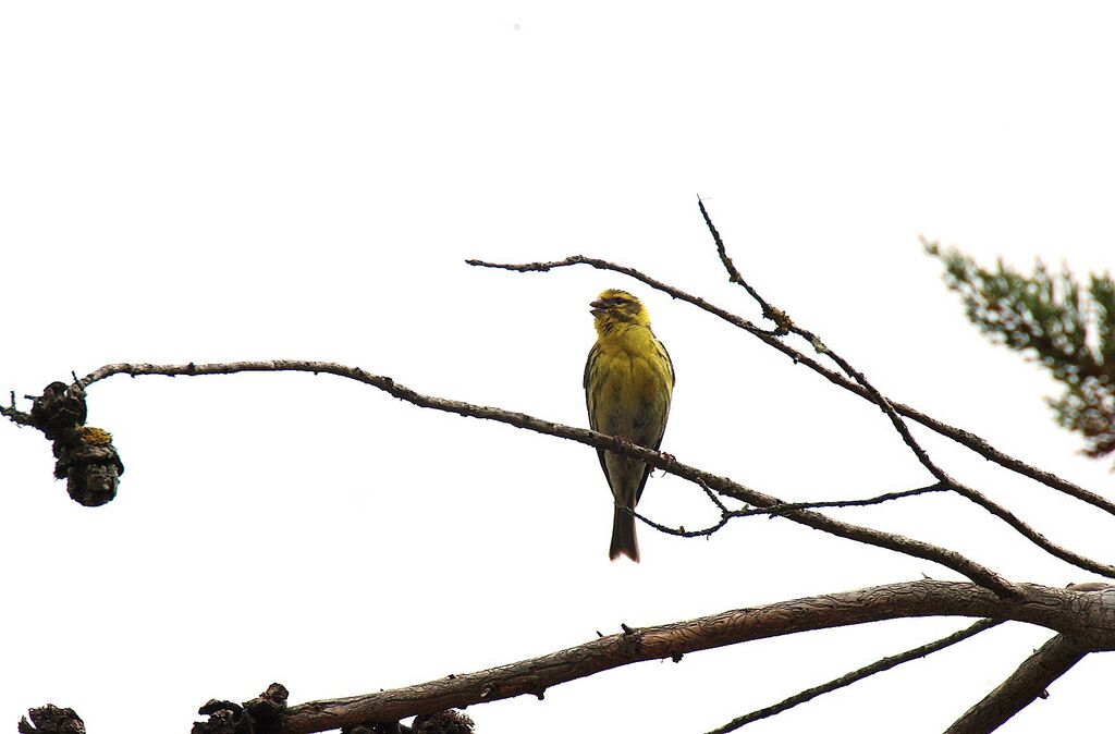 European Serin