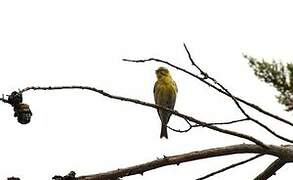 European Serin