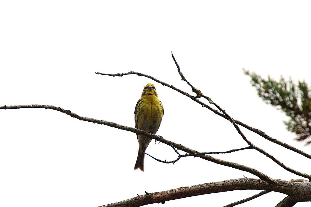 European Serin