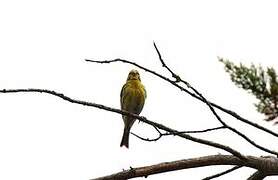 European Serin