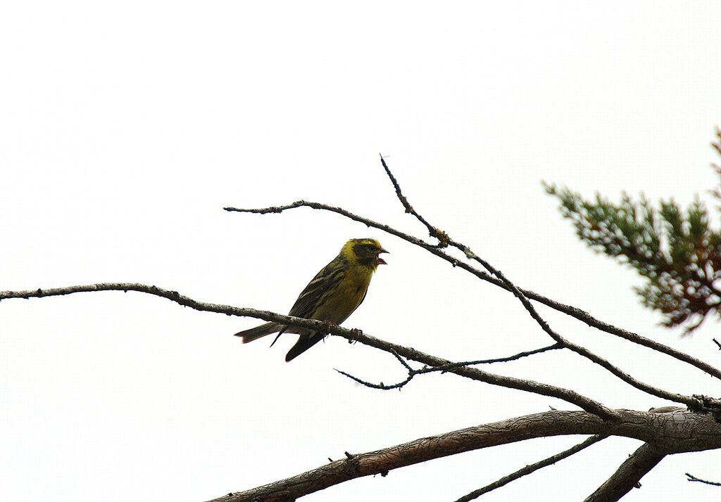 European Serin