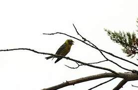 European Serin