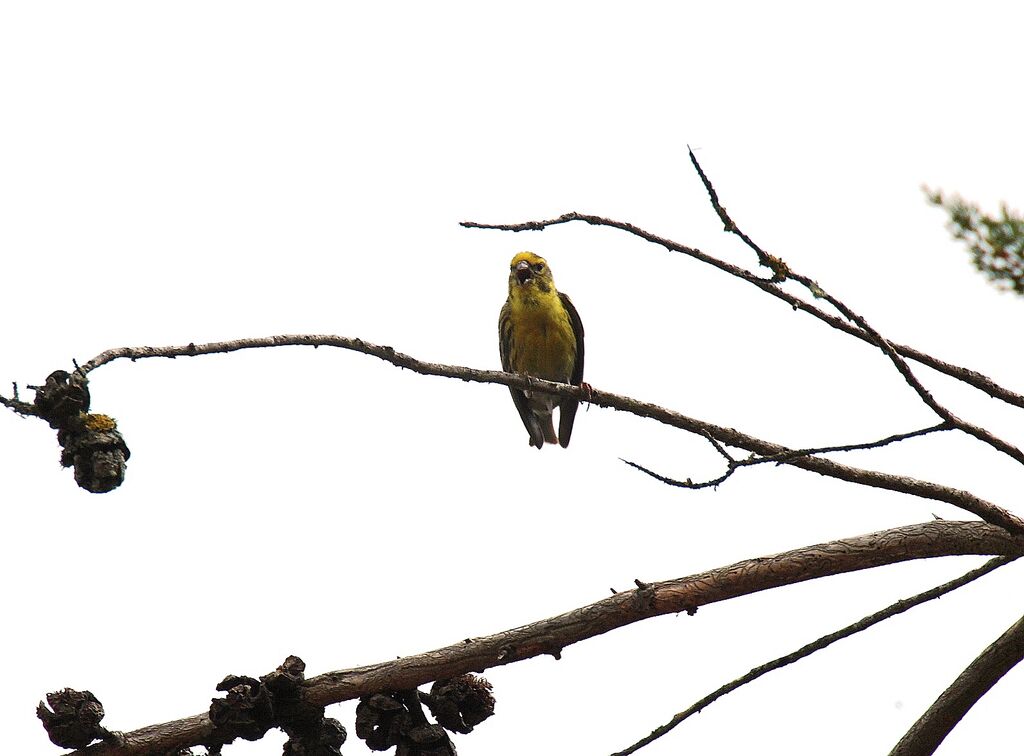 European Serin