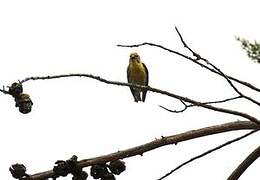 European Serin