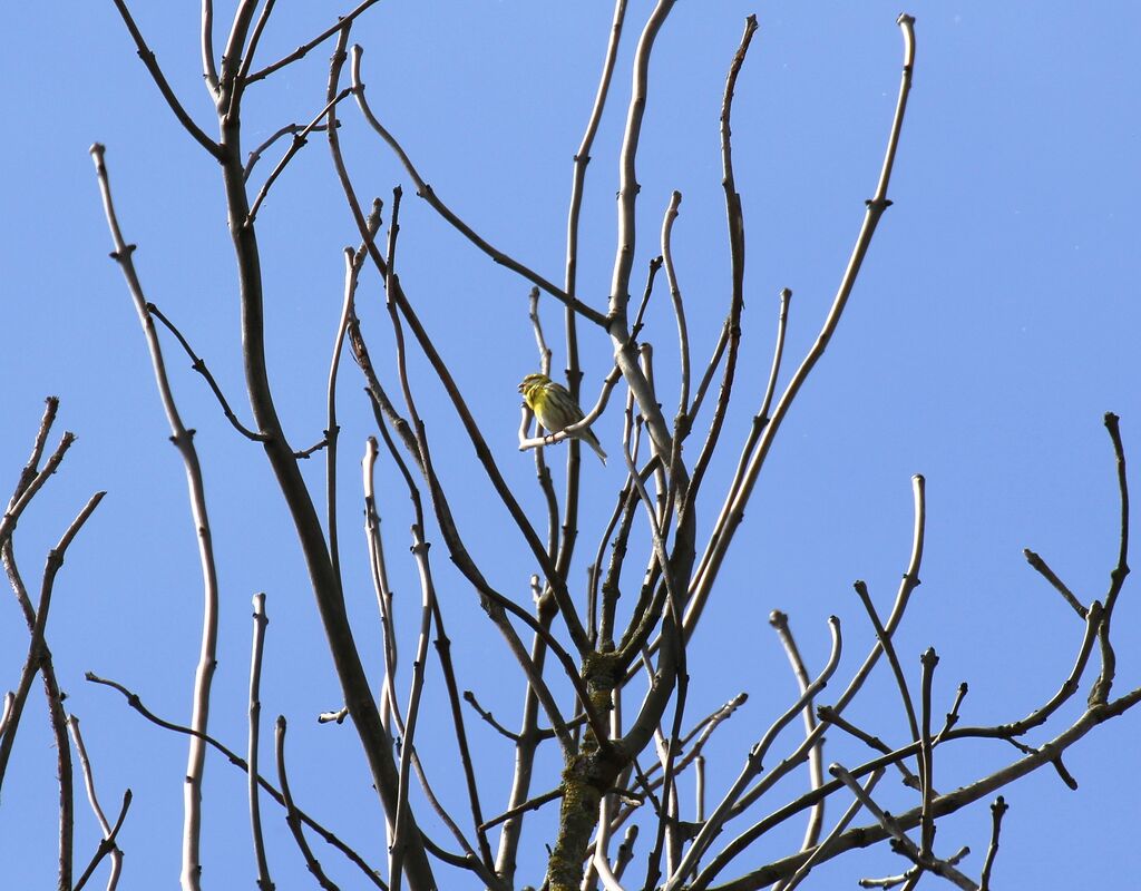 Serin cini