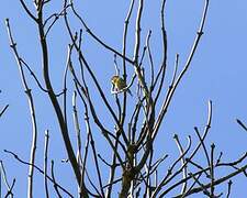 European Serin