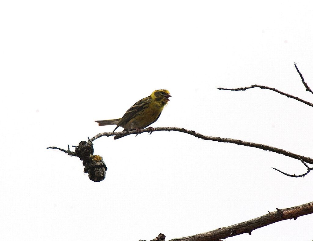 European Serin