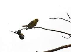 European Serin