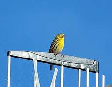 European Serin