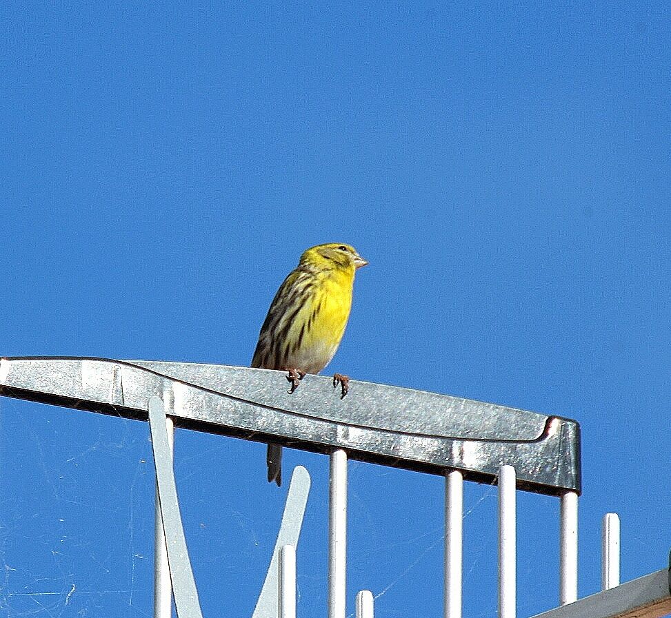 European Serin