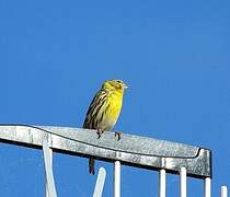 European Serin