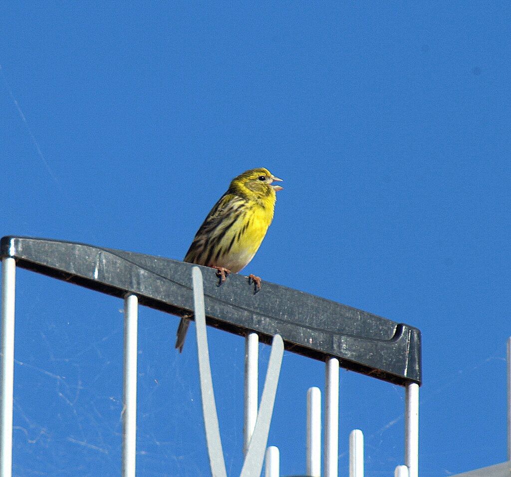 Serin cini