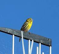 European Serin