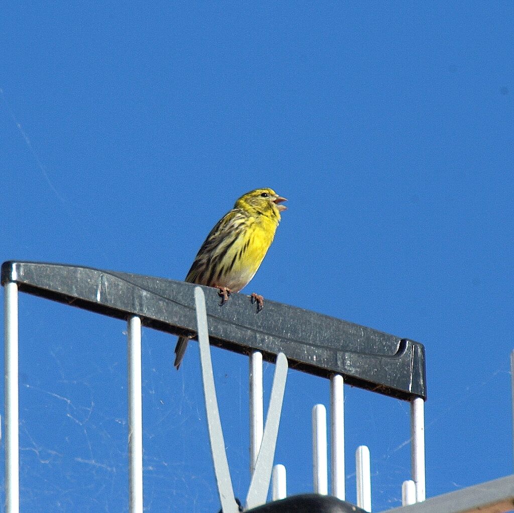 European Serin