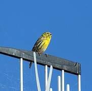 European Serin