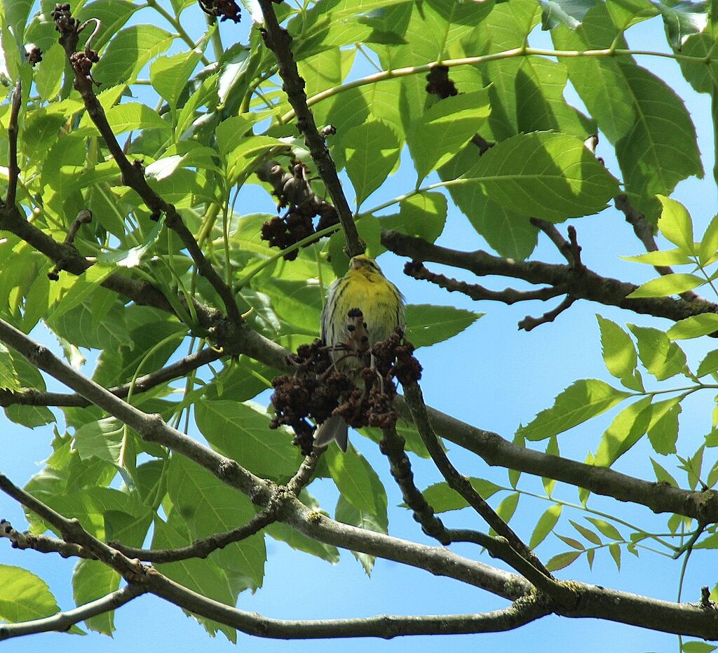 European Serin