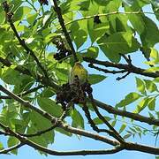 European Serin