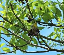 European Serin