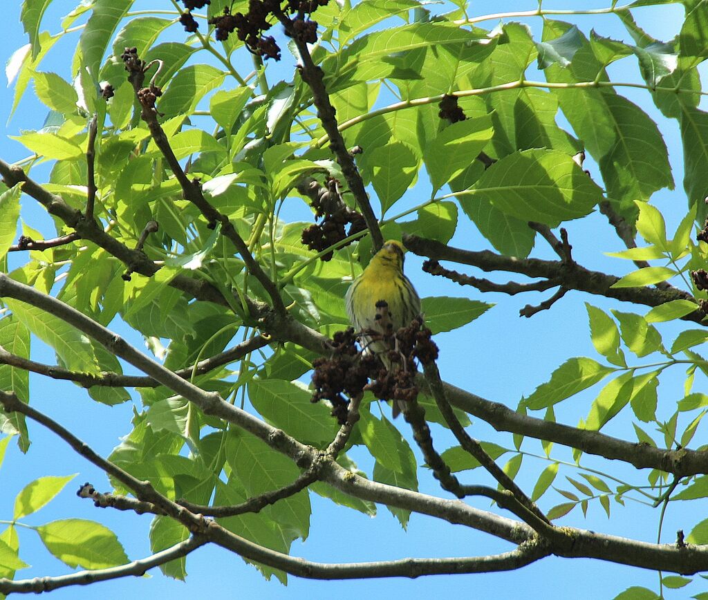 Serin cini