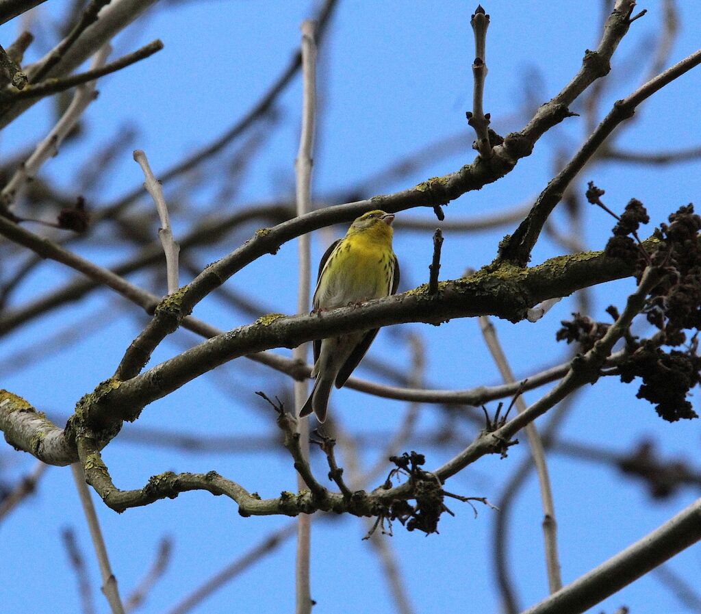 European Serin