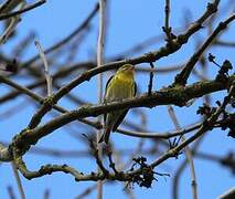 European Serin