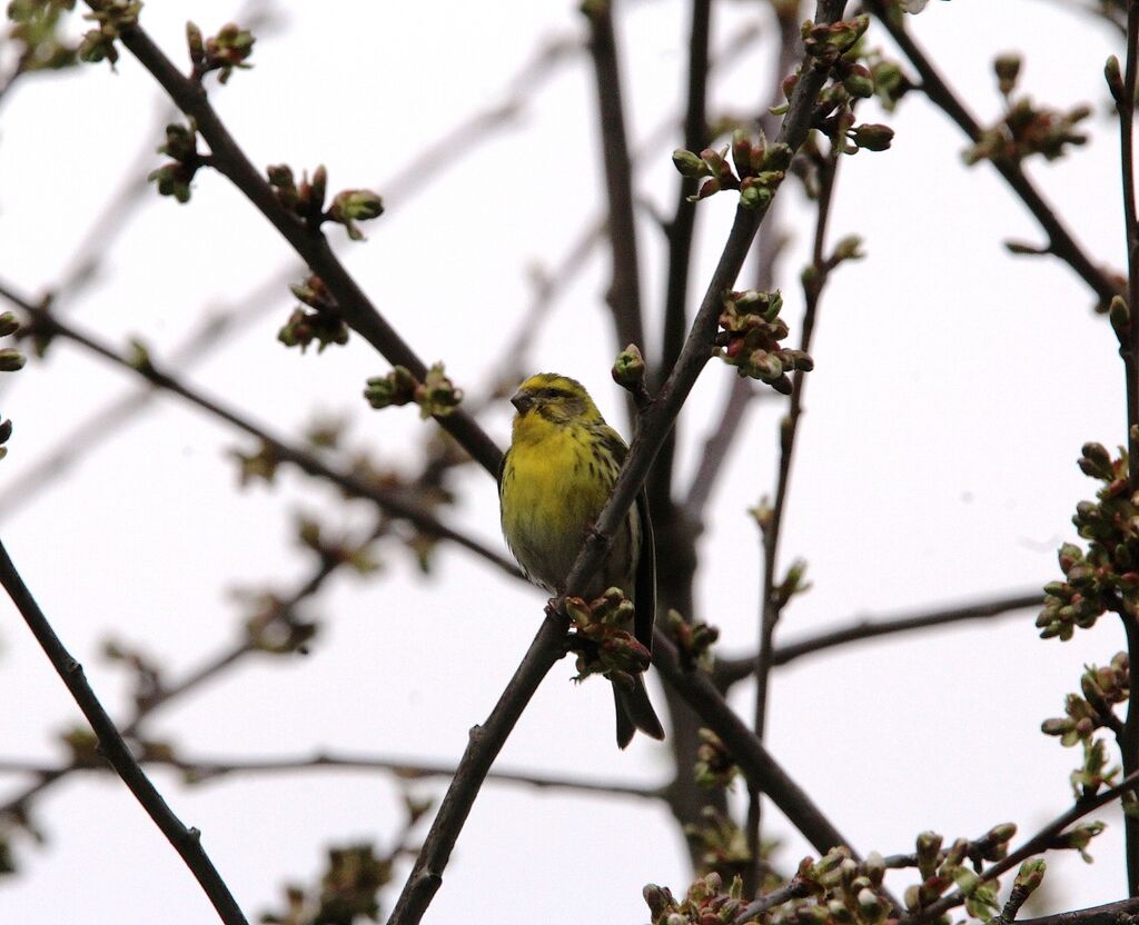 Serin cini