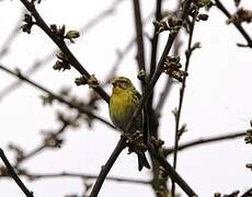 European Serin