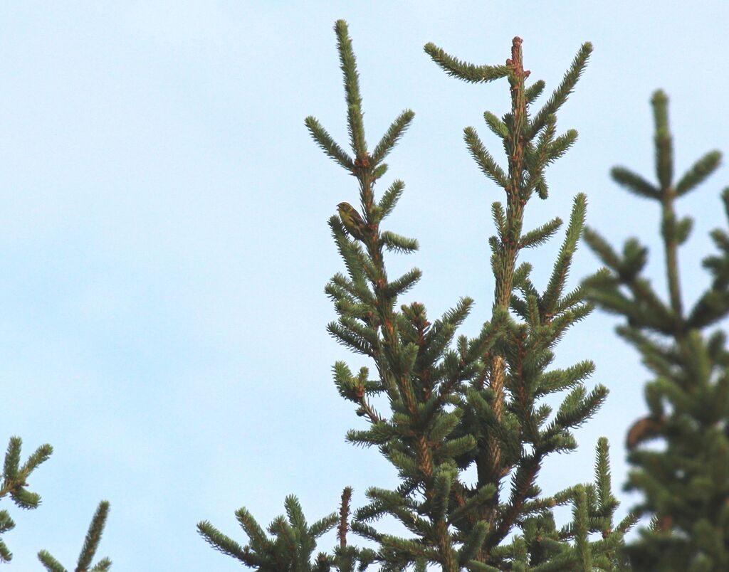 European Serin