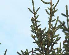 European Serin