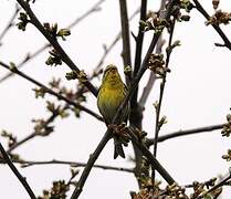 European Serin