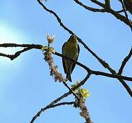 European Serin