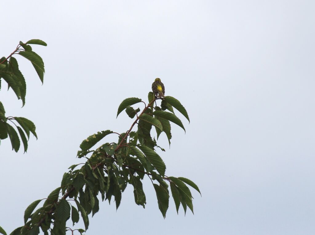 European Serin