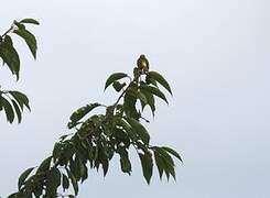 European Serin