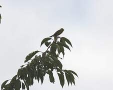 European Serin