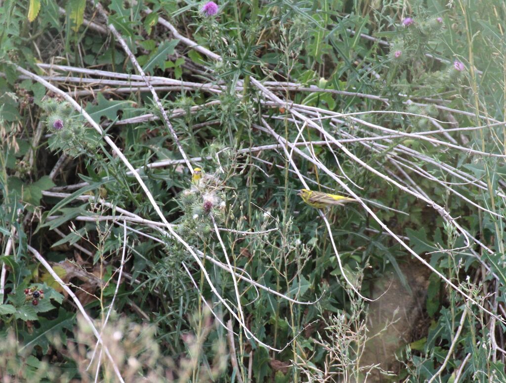 European Serin