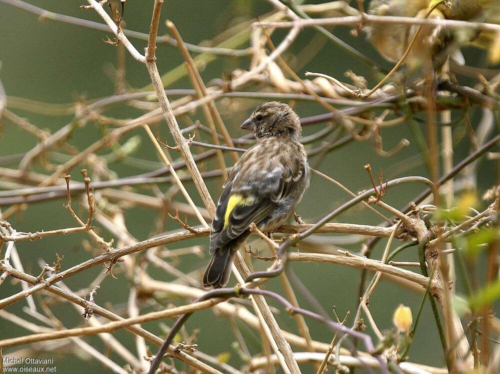 Serin de Reichenowadulte, identification