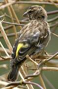 Reichenow's Seedeater