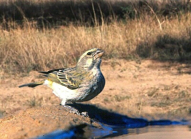 Serin de Sainte-Hélène femelle adulte