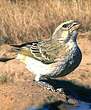 Serin de Sainte-Hélène