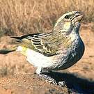 Serin de Sainte-Hélène