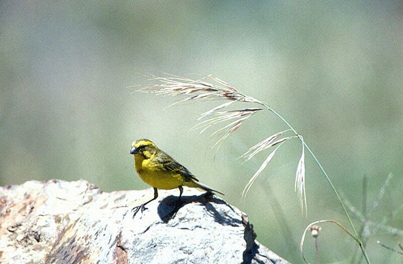 Serin de Sainte-Hélène mâle adulte nuptial