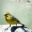 Serin de Sainte-Hélène